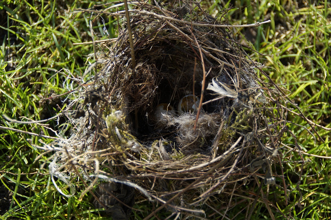 Birds nest destroyed by a predator
